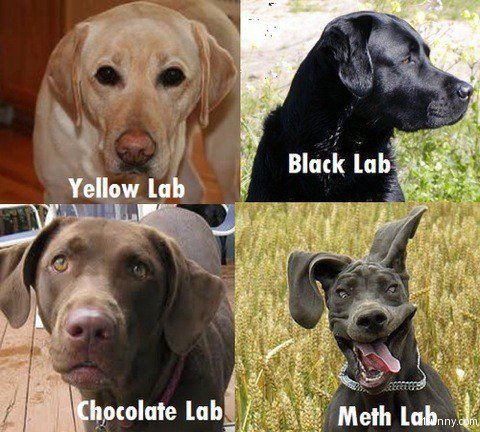 Labs.