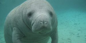 Manatee+cares+about+you.
