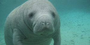 Manatee cares about you.