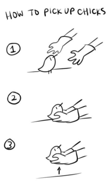 How to pick up chicks.