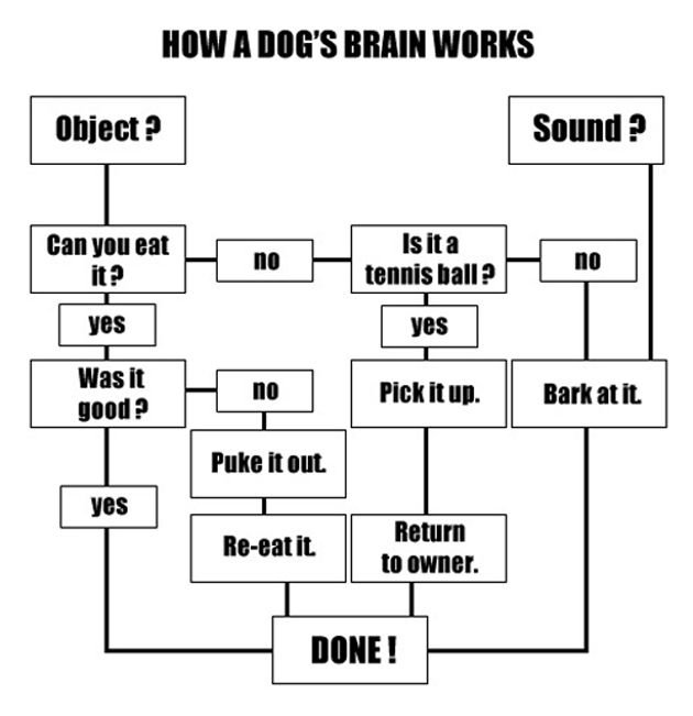 How a dog's brain works.