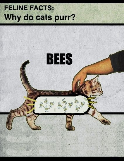 Why do cats purr?