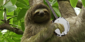 Banjo sloth.