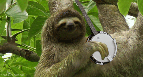 Banjo sloth.