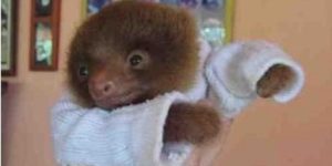Baby Sloths…