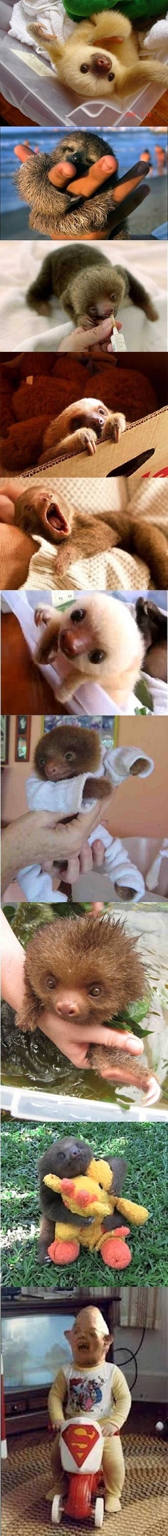 Baby Sloths...