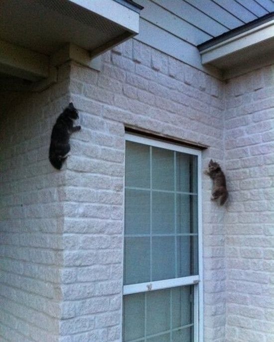Ninja cats are everywhere!