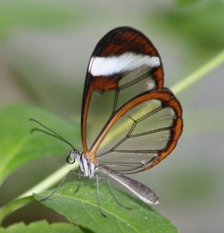 Cool wings, bro.