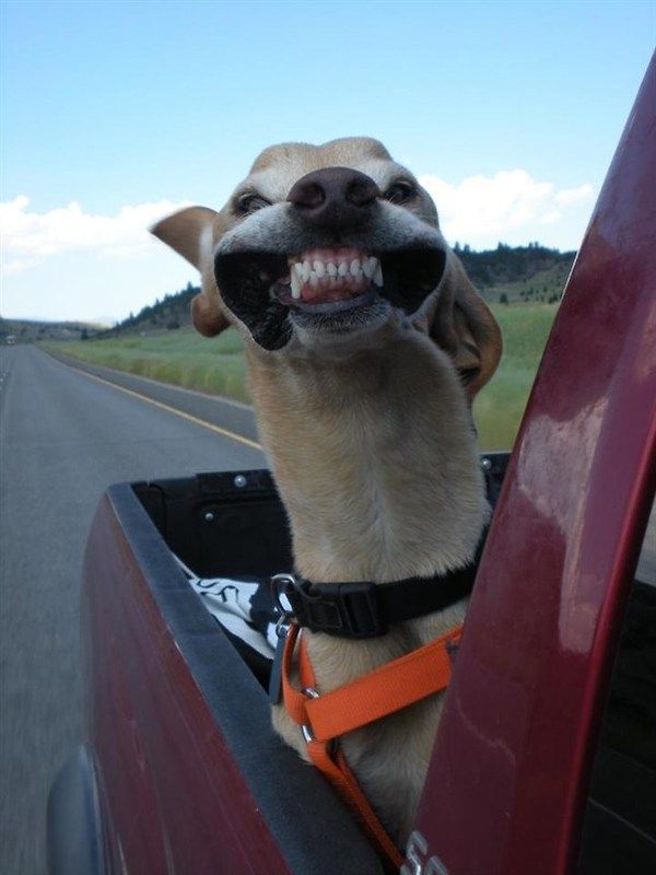 This dog, is happy.