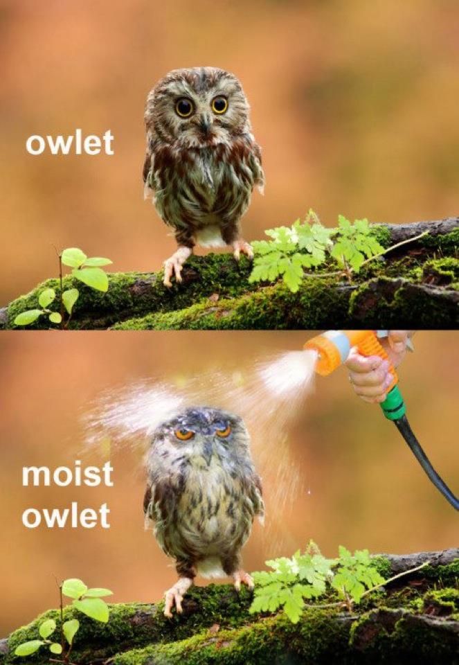 Owlet.