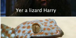 Yer a lizard Harry!