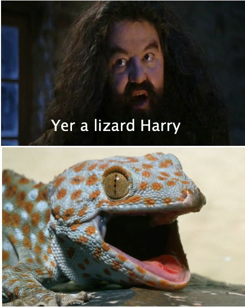 Yer a lizard Harry!