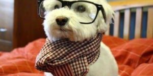 Hipster puppy.
