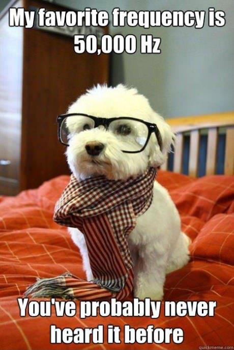 Hipster puppy.