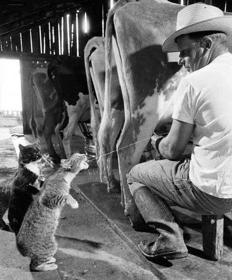 Fresh milk.