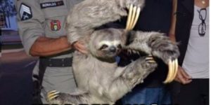 Ninja Sloth