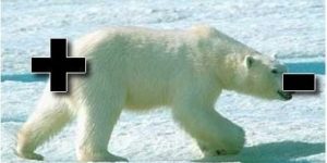 Polar bear.