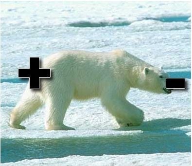 Polar bear.