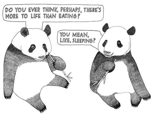 Silly pandas...