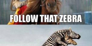 Follow that zebra!