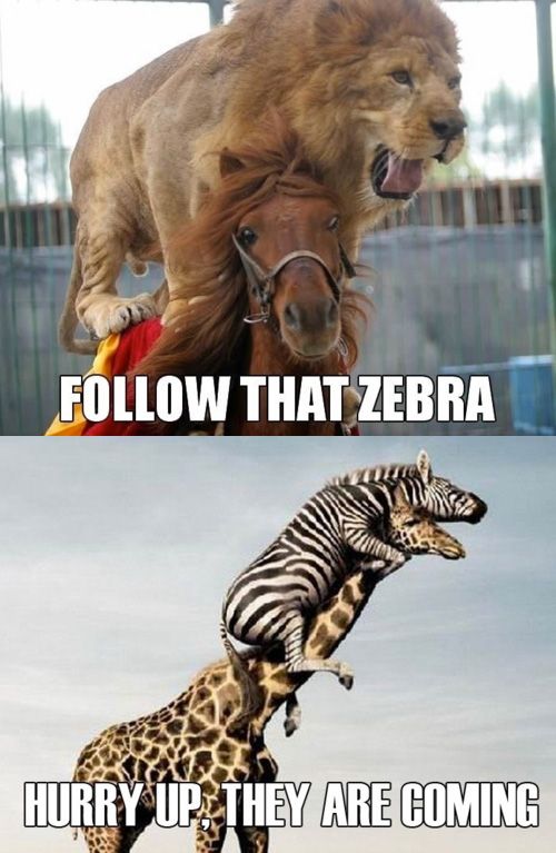 Follow that zebra!