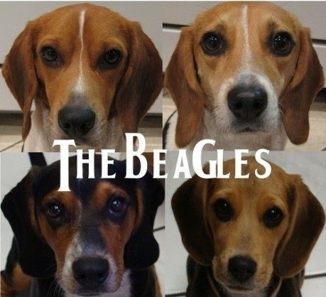 The Beagles.