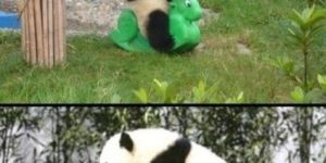 Silly pandas.