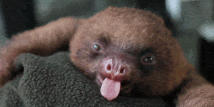Sloth yawn.