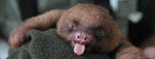 Sloth yawn.