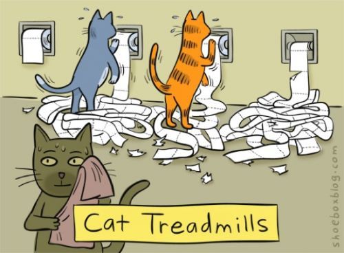 Cat treadmills.