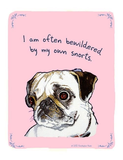 Pugs.