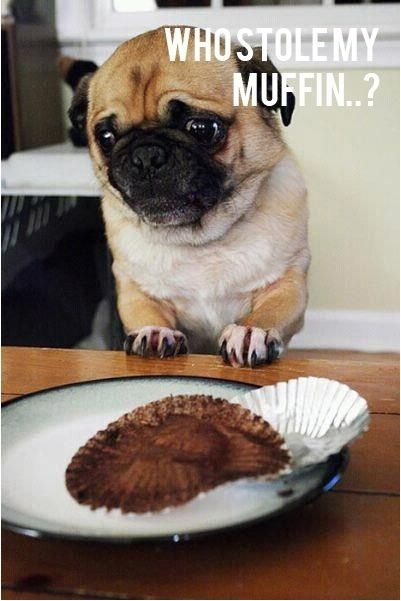 Sad pug is sad.