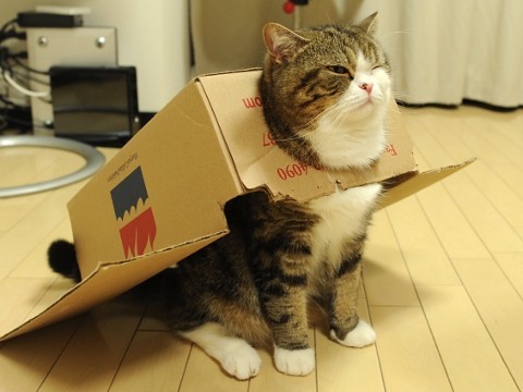 Maru like a boss.