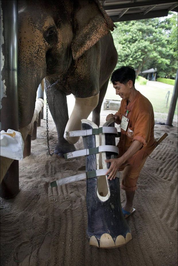 A new foot for elephant.