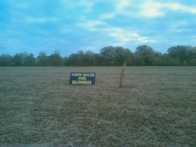 Corn maze for blondes.