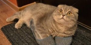 Hey Carl, have you seen my blue–