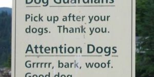 Attention dogs.