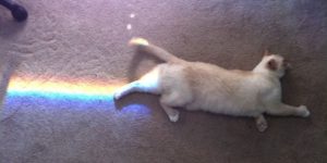 Nyan cat in real life.