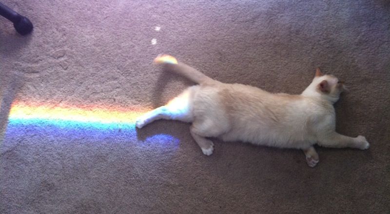 Nyan cat in real life.