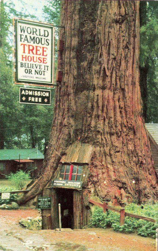 Awesome tree house is awesome.