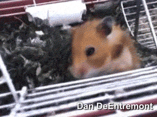 Just a hamster... ZOMGG!!! WTF!