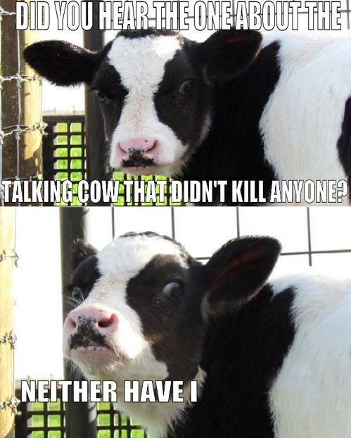 Talking cow.