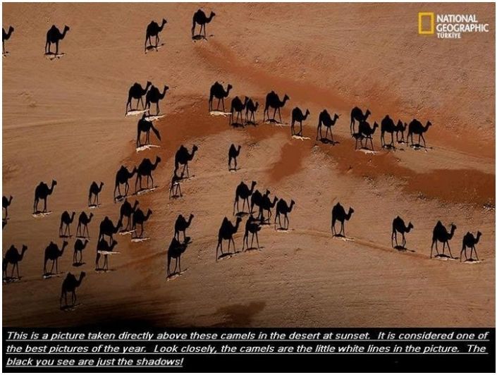 Cool camels are cool.