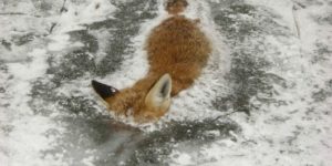 Firefox has frozen.