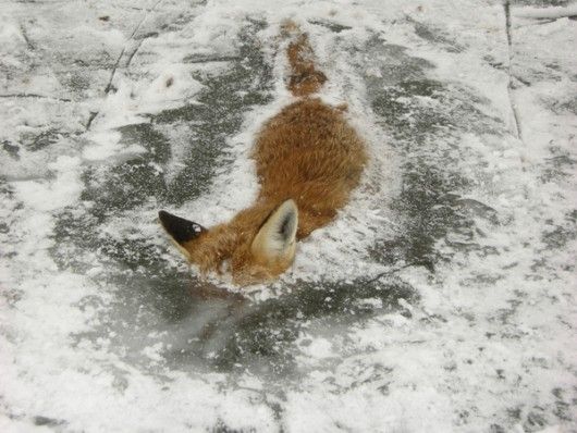 Firefox has frozen.