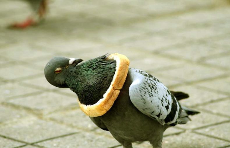 Pigeon is not amused!
