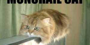 Monorail cat.