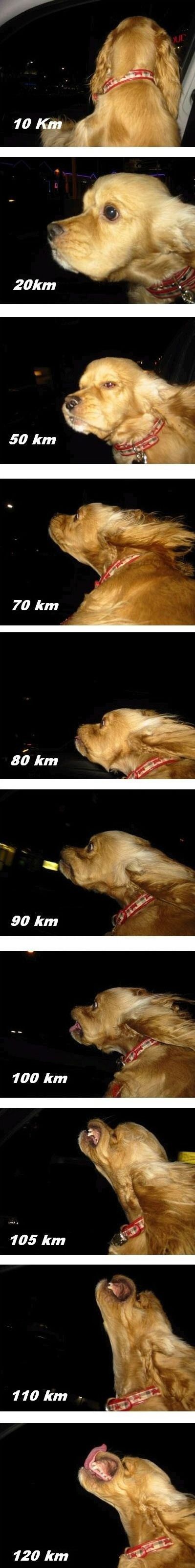 The dog speedometer.