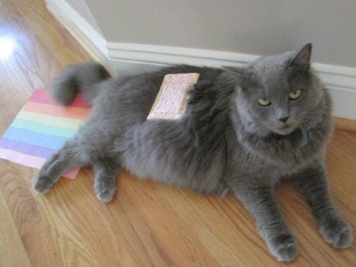 Nyan cat try outs.