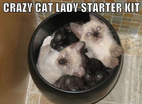 Crazy cat lady starter kit.